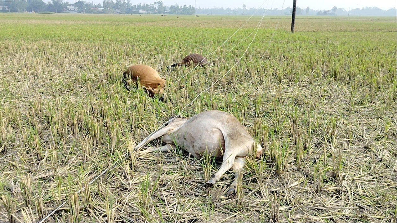 টাঙ্গাইলে বাঁশের খুঁটির অরক্ষিত বিদ্যুৎ লাইন, ৫ গরুর মৃত্যু